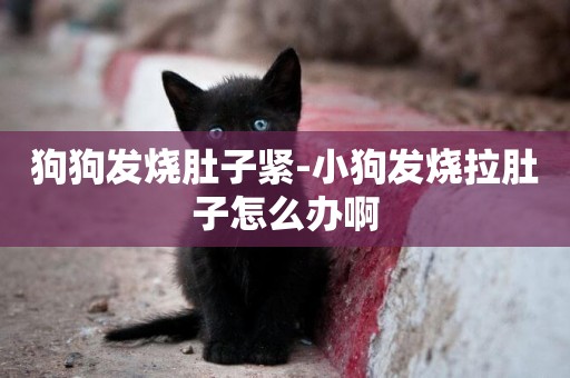 狗狗發燒肚子緊-小狗發燒拉肚子怎么辦啊