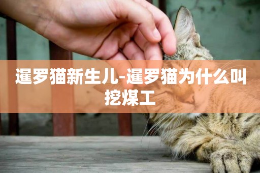暹羅貓新生兒-暹羅貓為什么叫挖煤工