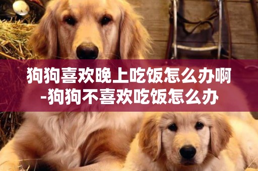 狗狗喜歡晚上吃飯怎么辦啊-狗狗不喜歡吃飯怎么辦
