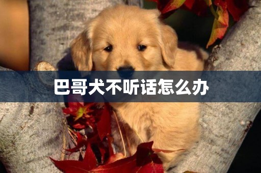 巴哥犬不聽話怎么辦