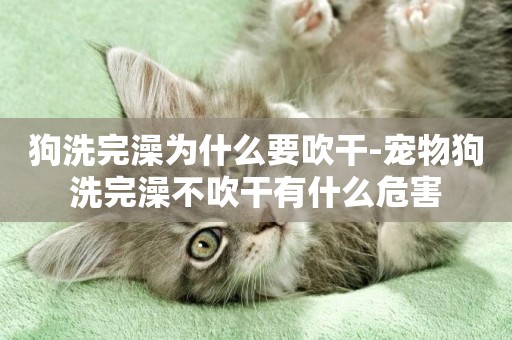 狗洗完澡為什么要吹干-寵物狗洗完澡不吹干有什么危害