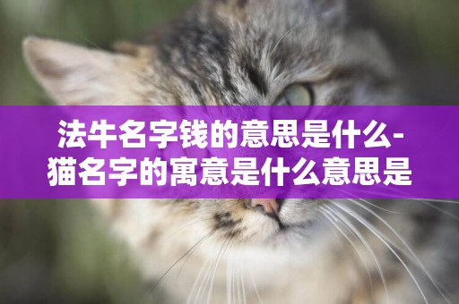 法牛名字錢的意思是什么-貓名字的寓意是什么意思是什么意思是什么