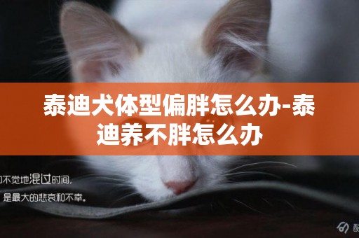 泰迪犬體型偏胖怎么辦-泰迪養不胖怎么辦