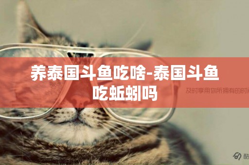 養泰國斗魚吃啥-泰國斗魚吃蚯蚓嗎