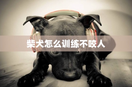 柴犬怎么訓練不咬人