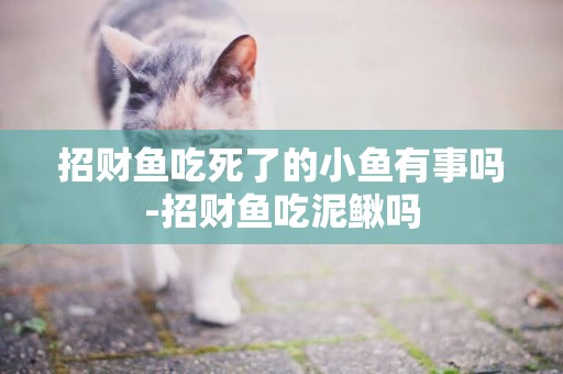 招財魚吃死了的小魚有事嗎-招財魚吃泥鰍嗎