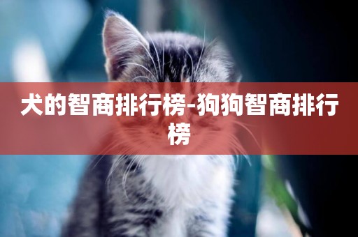 犬的智商排行榜-狗狗智商排行榜