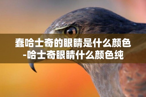 蠢哈士奇的眼睛是什么顏色-哈士奇眼睛什么顏色純