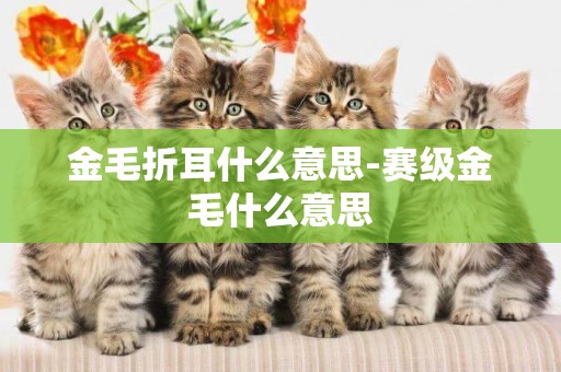 金毛折耳什么意思-賽級金毛什么意思