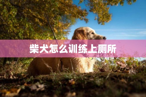 柴犬怎么訓練上廁所