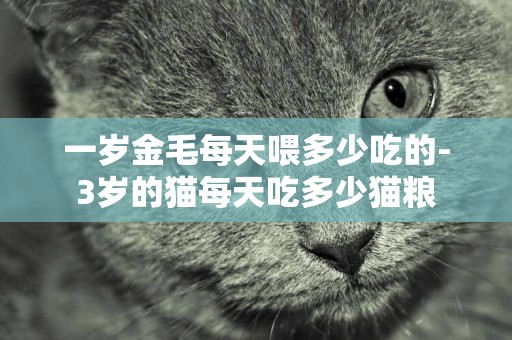 一歲金毛每天喂多少吃的-3歲的貓每天吃多少貓糧