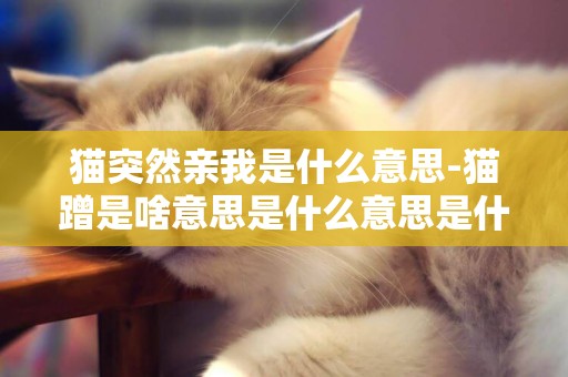 貓突然親我是什么意思-貓蹭是啥意思是什么意思是什么意思