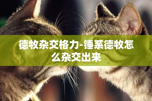 德牧雜交格力-錘系德牧怎么雜交出來