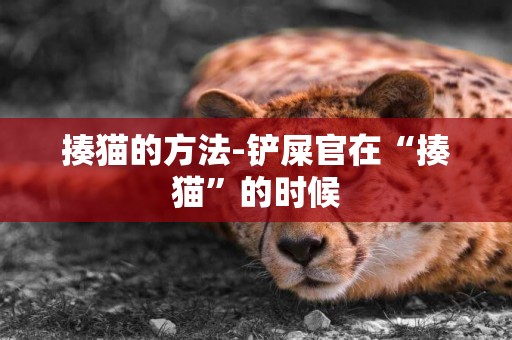 揍貓的方法-鏟屎官在“揍貓”的時候
