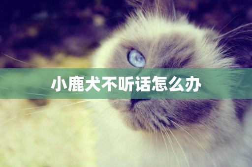 小鹿犬不聽話怎么辦