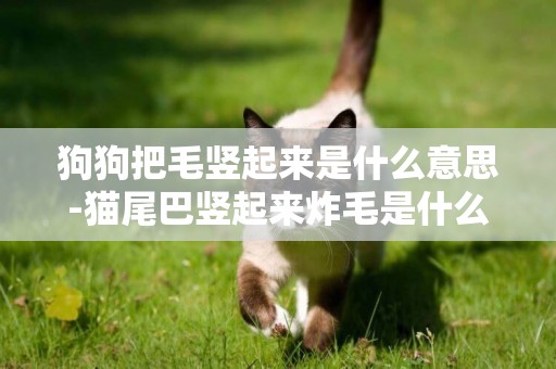 狗狗把毛豎起來是什么意思-貓尾巴豎起來炸毛是什么意思