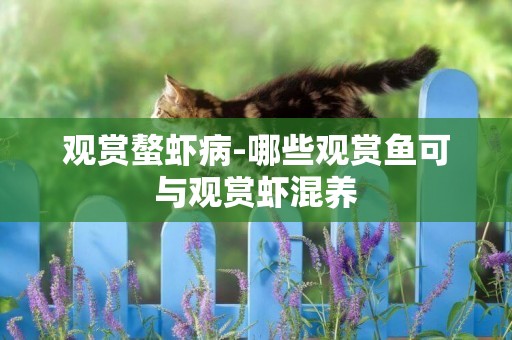 觀賞螯蝦病-哪些觀賞魚可與觀賞蝦混養