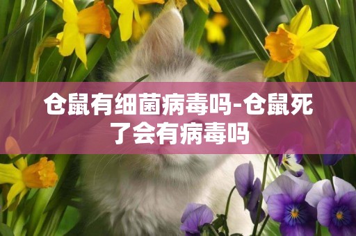 倉鼠有細菌病毒嗎-倉鼠死了會有病毒嗎