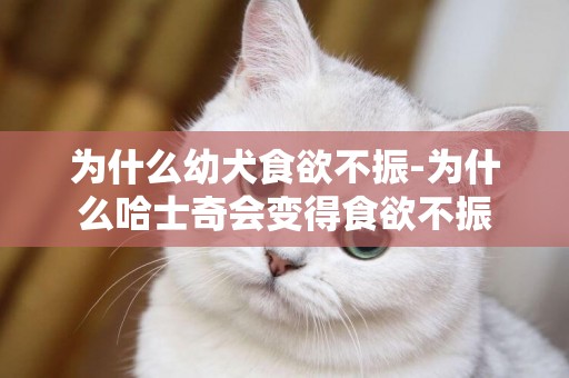 為什么幼犬食欲不振-為什么哈士奇會變得食欲不振