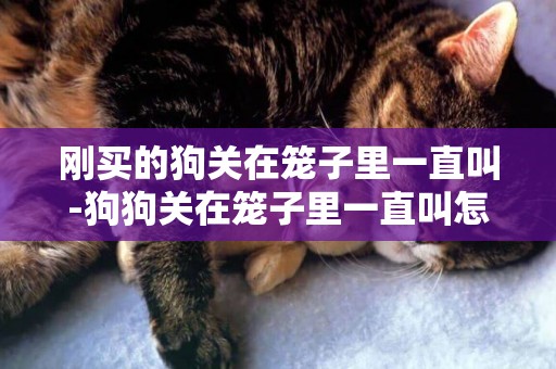 剛買的狗關在籠子里一直叫-狗狗關在籠子里一直叫怎么辦