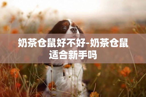 奶茶倉鼠好不好-奶茶倉鼠適合新手嗎
