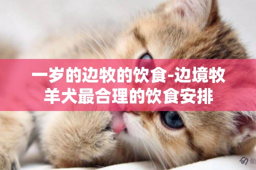 一歲的邊牧的飲食-邊境牧羊犬最合理的飲食安排