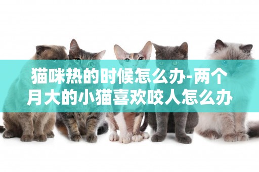 貓咪熱的時候怎么辦-兩個月大的小貓喜歡咬人怎么辦