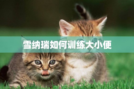 雪納瑞如何訓練大小便