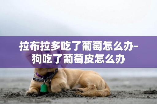 拉布拉多吃了葡萄怎么辦-狗吃了葡萄皮怎么辦