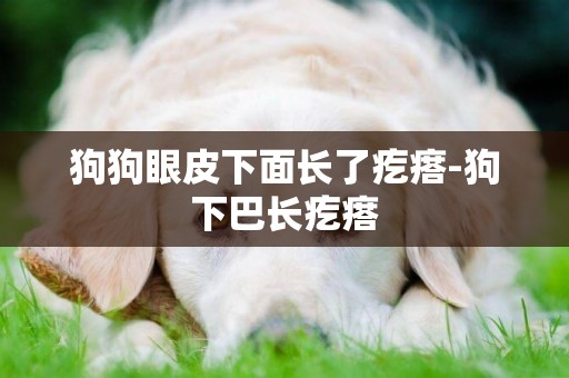狗狗眼皮下面長了疙瘩-狗下巴長疙瘩