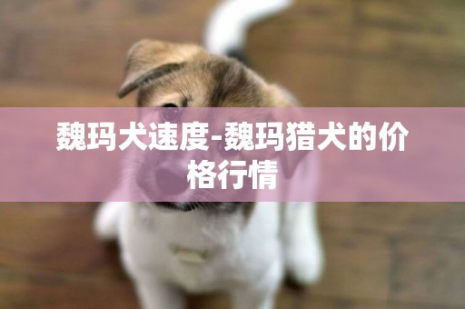 魏瑪犬速度-魏瑪獵犬的價格行情