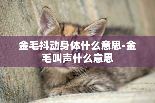 金毛抖動身體什么意思-金毛叫聲什么意思