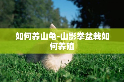 如何養山龜-山影拳盆栽如何養殖
