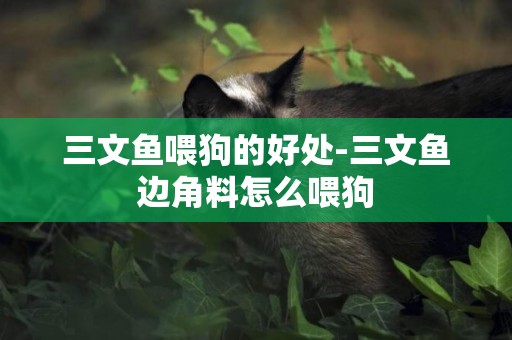 三文魚喂狗的好處-三文魚邊角料怎么喂狗