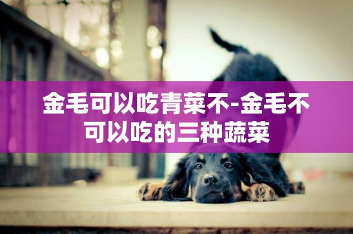 金毛可以吃青菜不-金毛不可以吃的三種蔬菜