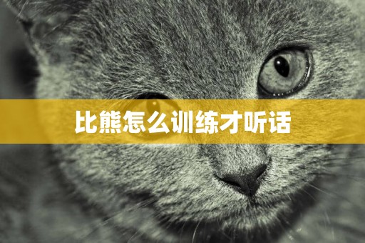 比熊怎么訓練才聽話