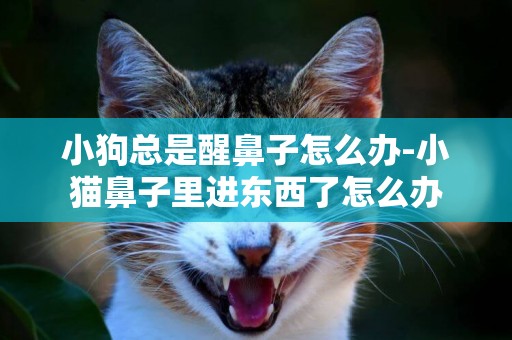 小狗總是醒鼻子怎么辦-小貓鼻子里進東西了怎么辦