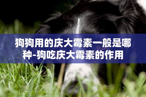 狗狗用的慶大霉素一般是哪種-狗吃慶大霉素的作用