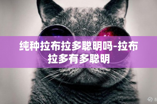 純種拉布拉多聰明嗎-拉布拉多有多聰明