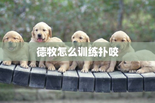 德牧怎么訓練撲咬
