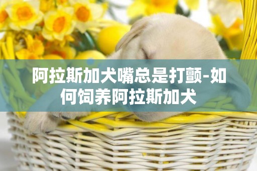 阿拉斯加犬嘴總是打顫-如何飼養阿拉斯加犬
