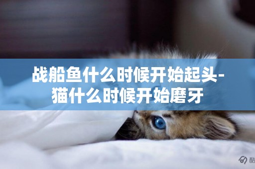 戰船魚什么時候開始起頭-貓什么時候開始磨牙