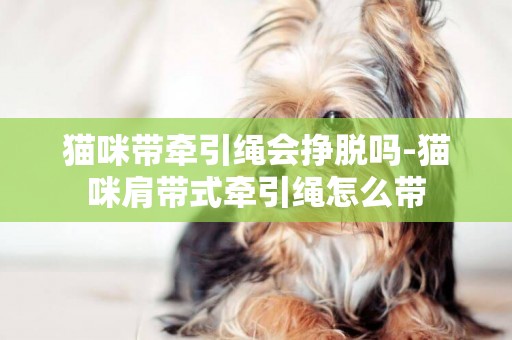 貓咪帶牽引繩會掙脫嗎-貓咪肩帶式牽引繩怎么帶
