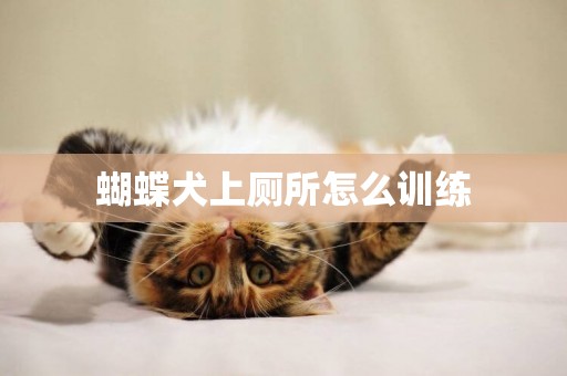 蝴蝶犬上廁所怎么訓練