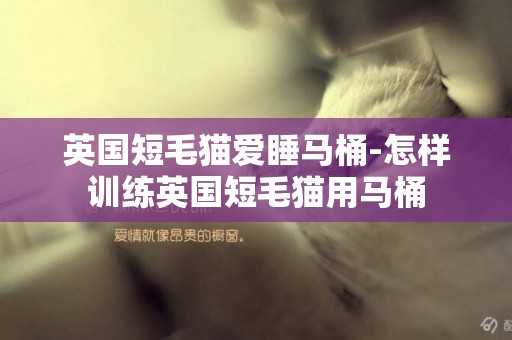 英國短毛貓愛睡馬桶-怎樣訓練英國短毛貓用馬桶