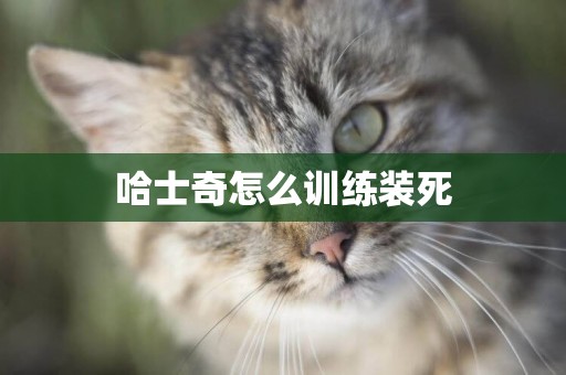 哈士奇怎么訓練裝死