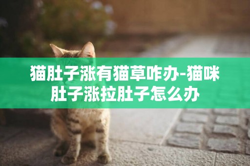 貓肚子漲有貓草咋辦-貓咪肚子漲拉肚子怎么辦