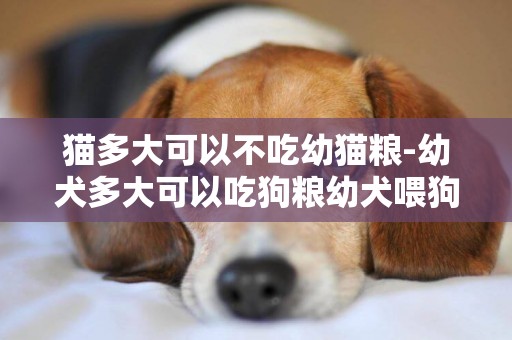 貓多大可以不吃幼貓糧-幼犬多大可以吃狗糧幼犬喂狗糧時間