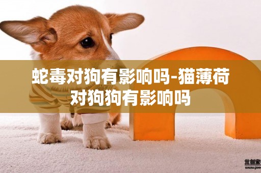 蛇毒對狗有影響嗎-貓薄荷對狗狗有影響嗎
