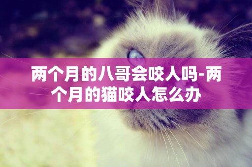 兩個月的八哥會咬人嗎-兩個月的貓咬人怎么辦